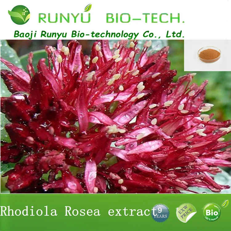 Factory supply  Rhodiola Quadrifida Extract 3% Salidroside