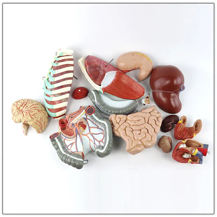 High quality Medial Classic unisex Human torso model 85cm 17parts