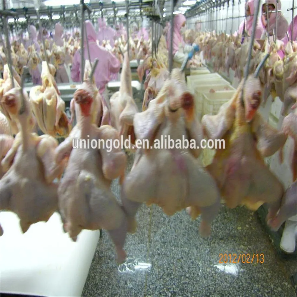 Frozen Halal Whole Chicken without head,neck,liver,feet