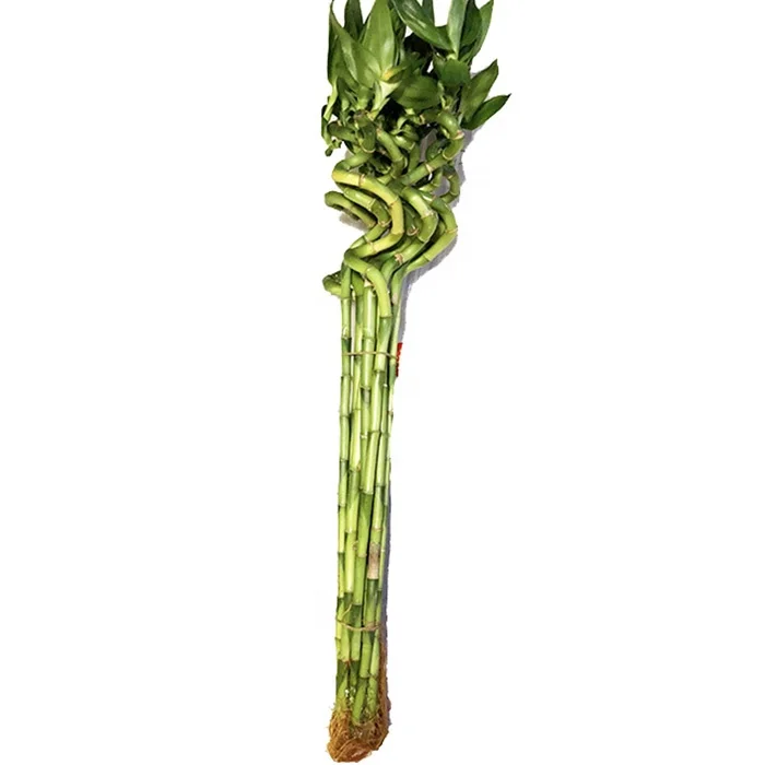 Special shaped lucky bamboo dracaena plant for sale