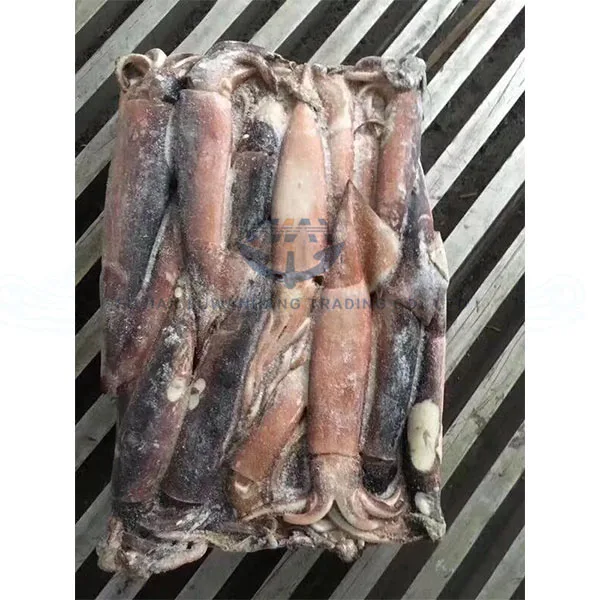 High Quality Frozen Whole Round Todarodes Squid for sale