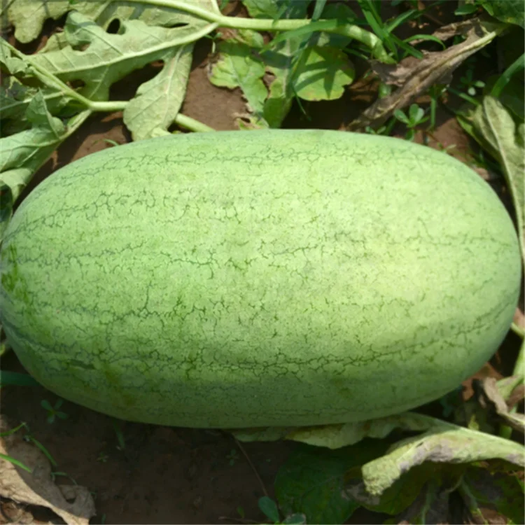 
XINHONGFU Hybrid Watermelon Seeds for Growing 