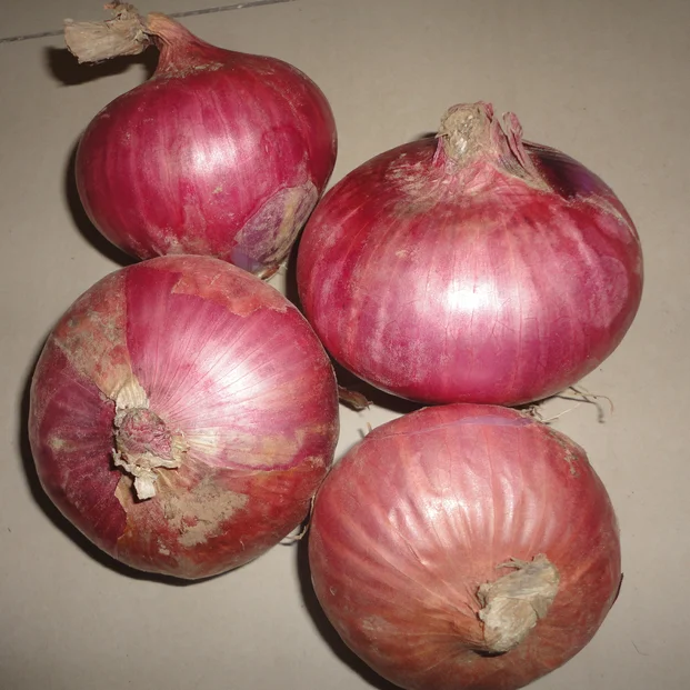 Fresh Organic Red Onion organic lowest natural price