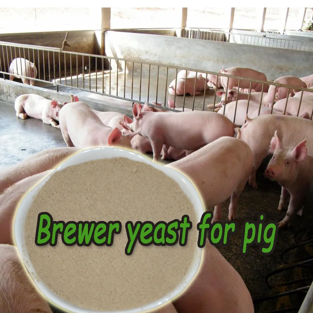 
China Suppliers Brewer Yeast Saccharomyces Cerevisiae with Free Sample 