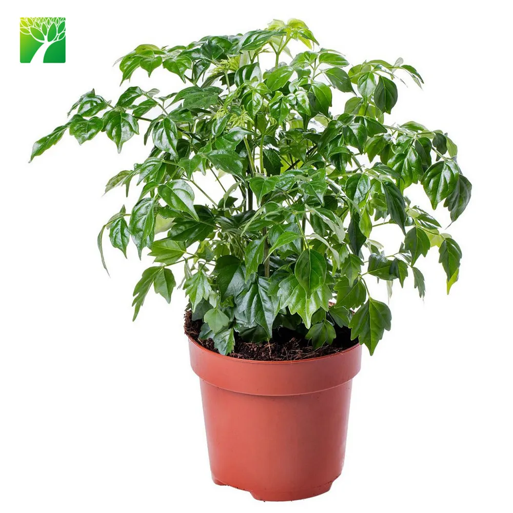 
Low maintenance medium water garden arbor plant serpent tree Radermachera sinica 