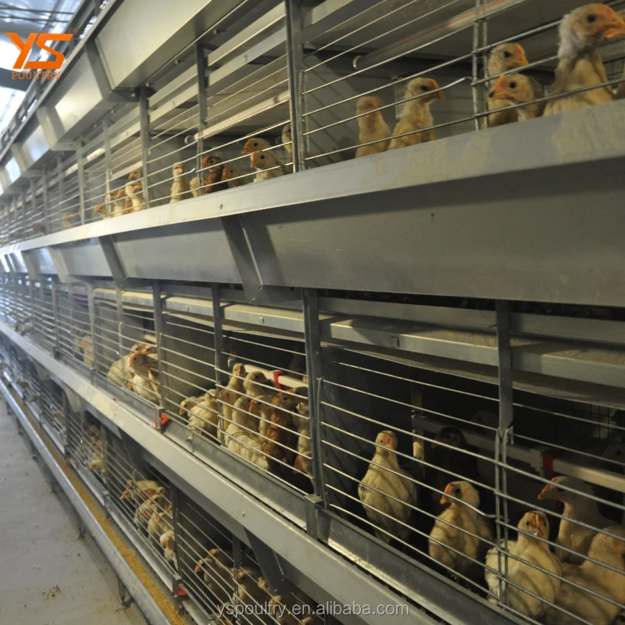 Latest Design H Frame Pullet Metal Chicken Cage