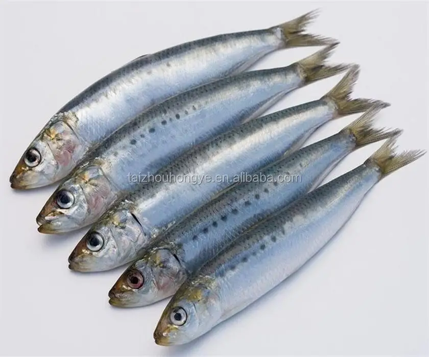 good quality frozen sardine for canning and market with best price