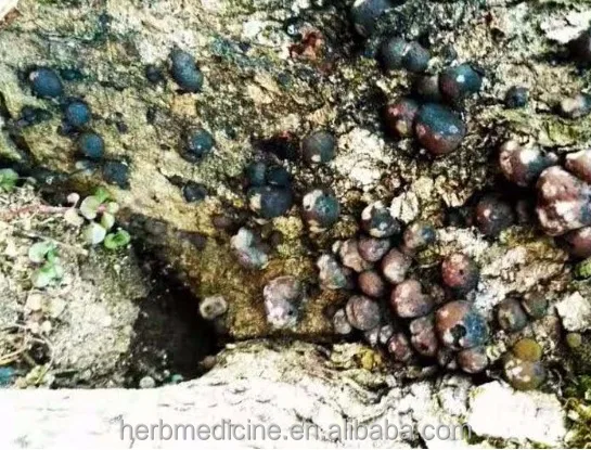 Black color natural fungus Wild cramp balls Daldinia concentrica