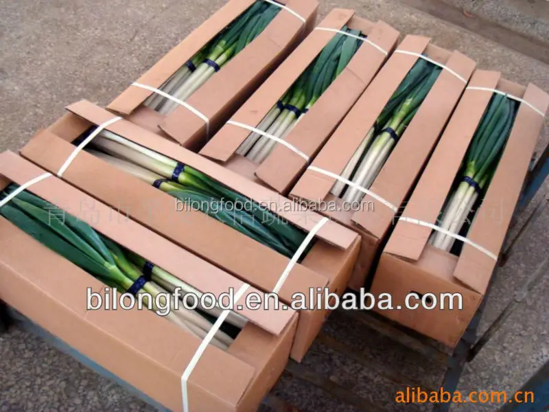 
2017 new crop fresh scallions (fresh leek) 