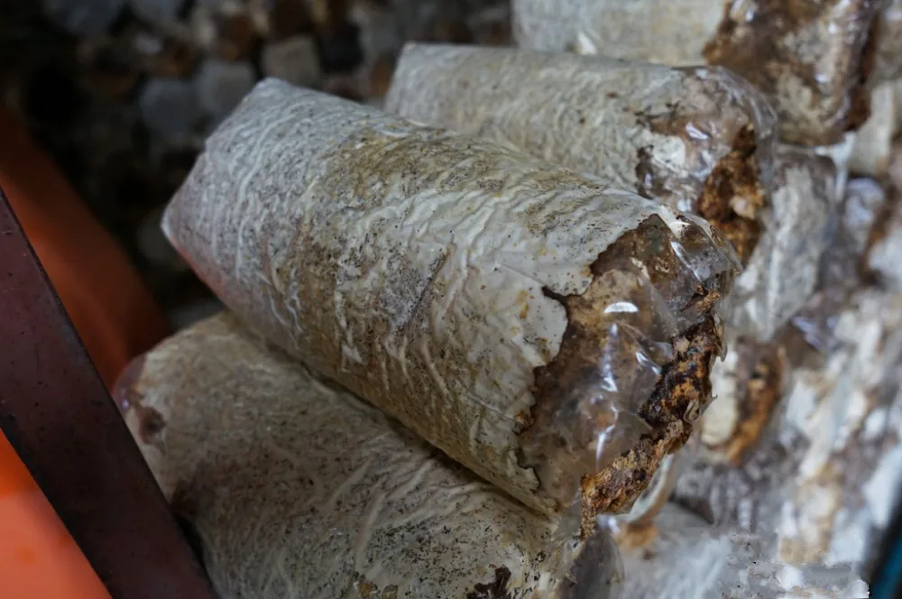 Detan свежий белый черный гриб/агарический гриб экспортная цена