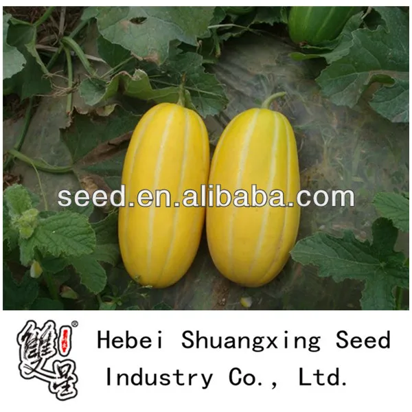 Early mature sweet hybrid melon seeds for planting Huangxiu