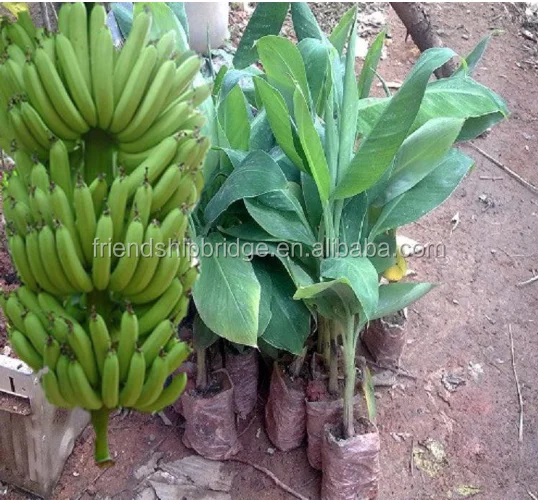 
banana trees seedling 