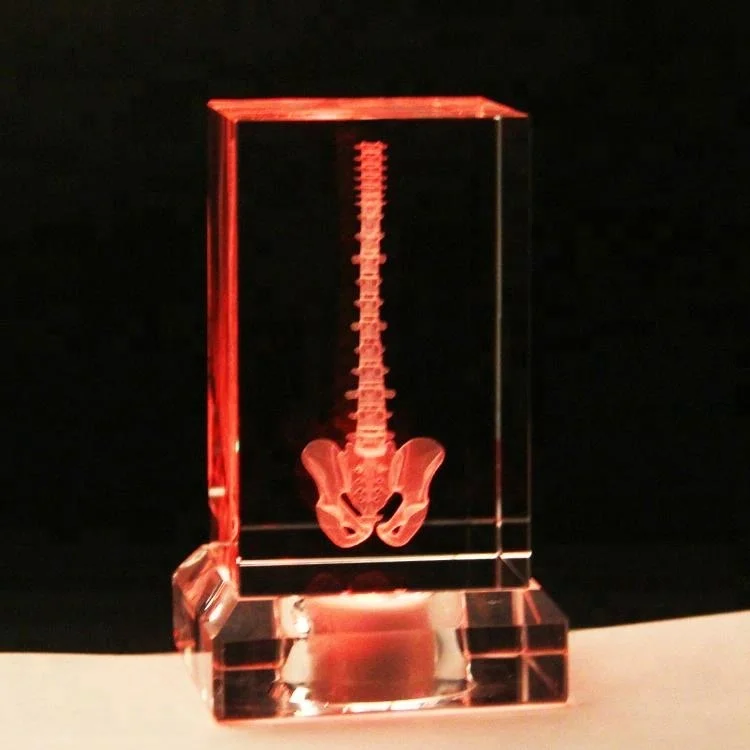 
Wholesale 3D engraving Spine models as crystal gift 
