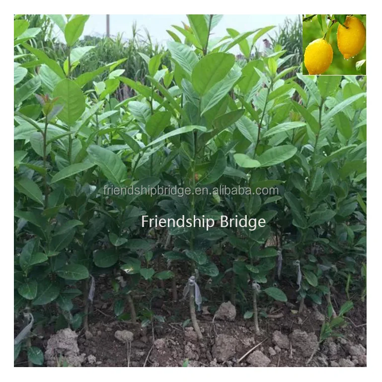 
 Саженцы лимонного дерева, фруктовое дерево  