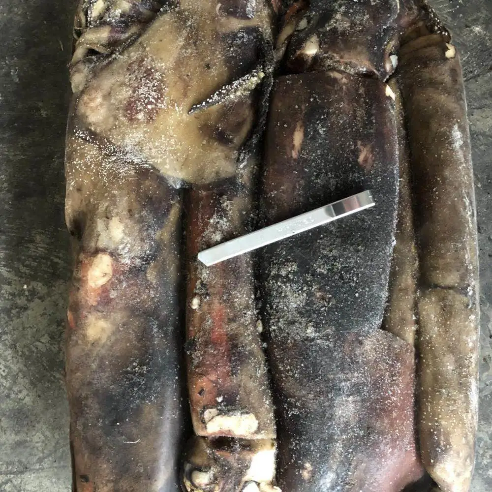 
Frozen Peru Giant Squid Dosidicus Gigas 2-4kg/pcs W/R 