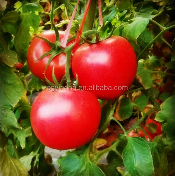 Loreal F1 Big red fruit heat resistant hybrid tomato seeds