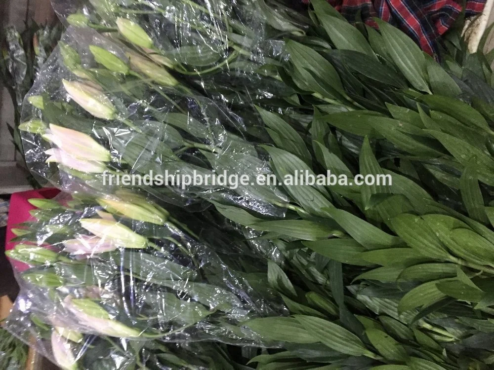 
Fresh cut flowers lily flowers 