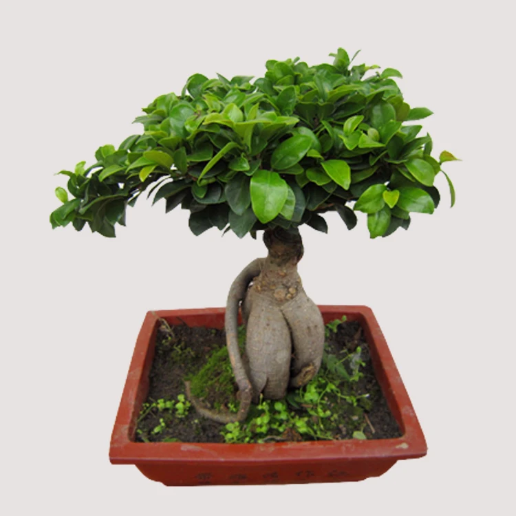 
Женьшень фикус микрокарпа с cocopeat пластиковая чашка и листья 200 г натуральные растения класса А бонсай 