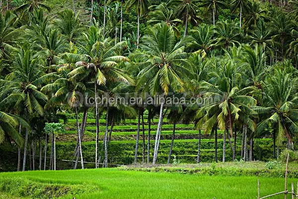 Semi Refined Solid Forms palm wax producer