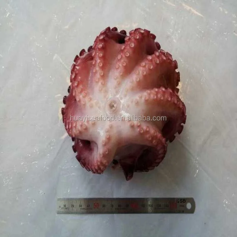 Новая посадка, замороженный Осьминог (латинское название: Осьминог вульгарис)