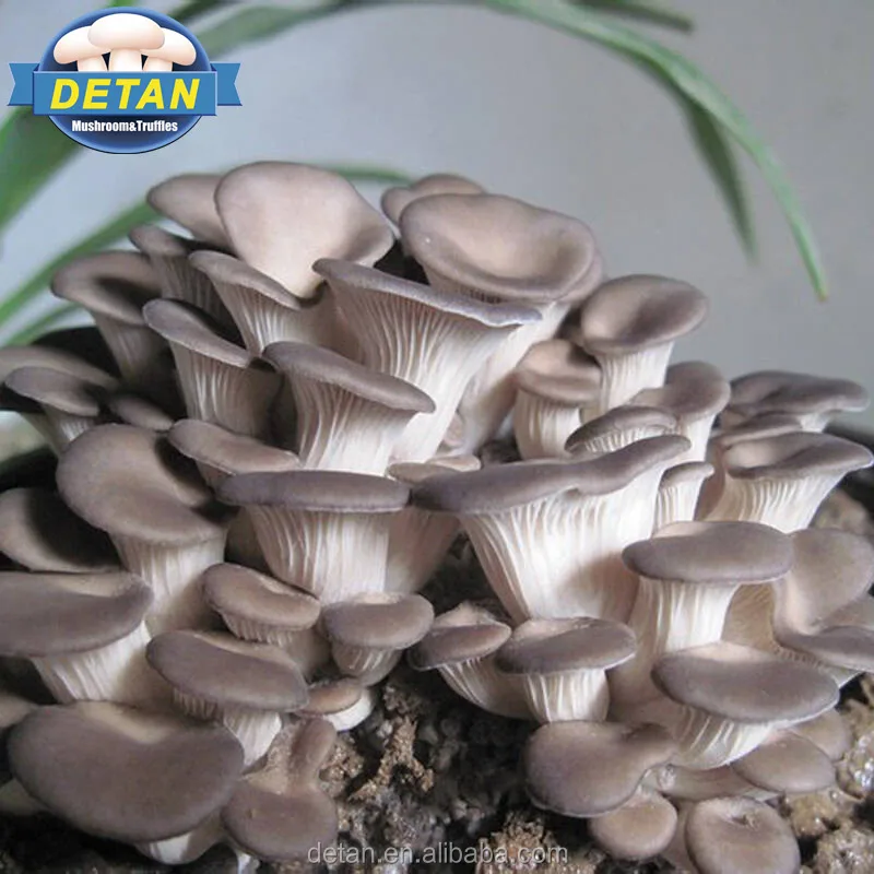 
Detan Oyster Mushroom Bags 
