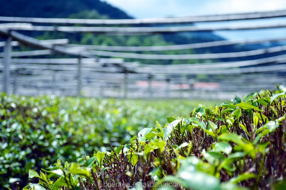 
Popular selling Japanese healthy organic matcha green tea powder 