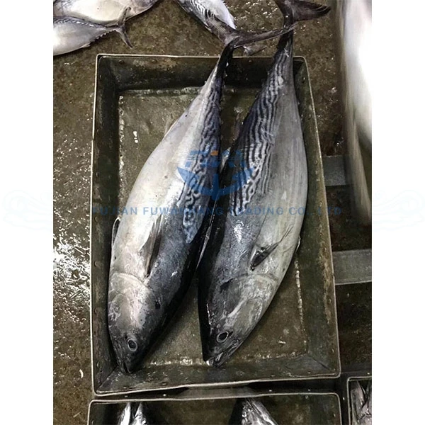 
Fu Wan Hang Frozen Bonito Fish For Canned 