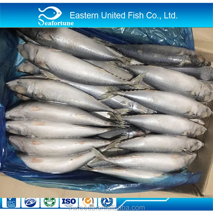 Russia and Europe approved plant seafrozen BQF pacific mackerel