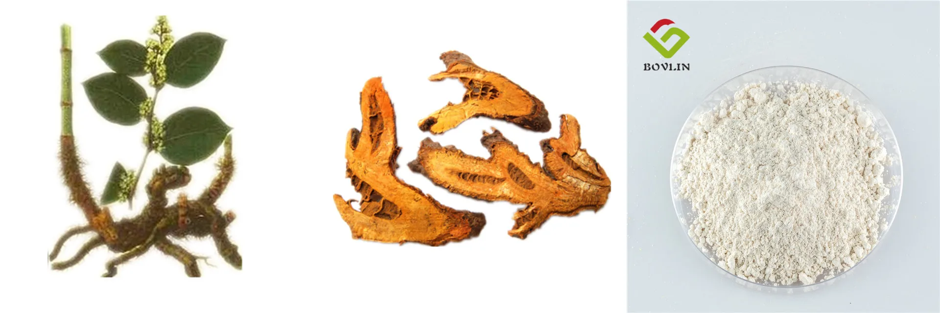 
Certificates polygonum cuspidatum root extract resveratrol50% 98% 99% trans resveratrol bulk powder 