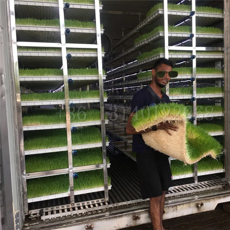 Cow Farm Equipments 500kg Fodder Machines / Hydroponic Fodder Systems/ Seedling Bud Sprouting