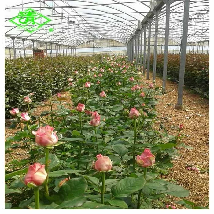 UV Agricultural Plastic Film for Greenhouse planting