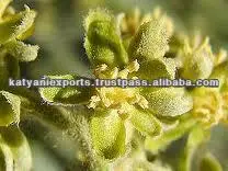 Widely Selling Top Quality Natural Tomar Seed Oil at Best Market Price