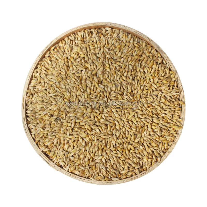 Supply High Germination Natural Barley Seeds With Low Price for Barley and Oat seed grwoing sprout