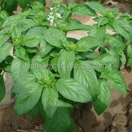 
S016 tian luo le Italian Sweet Basil 