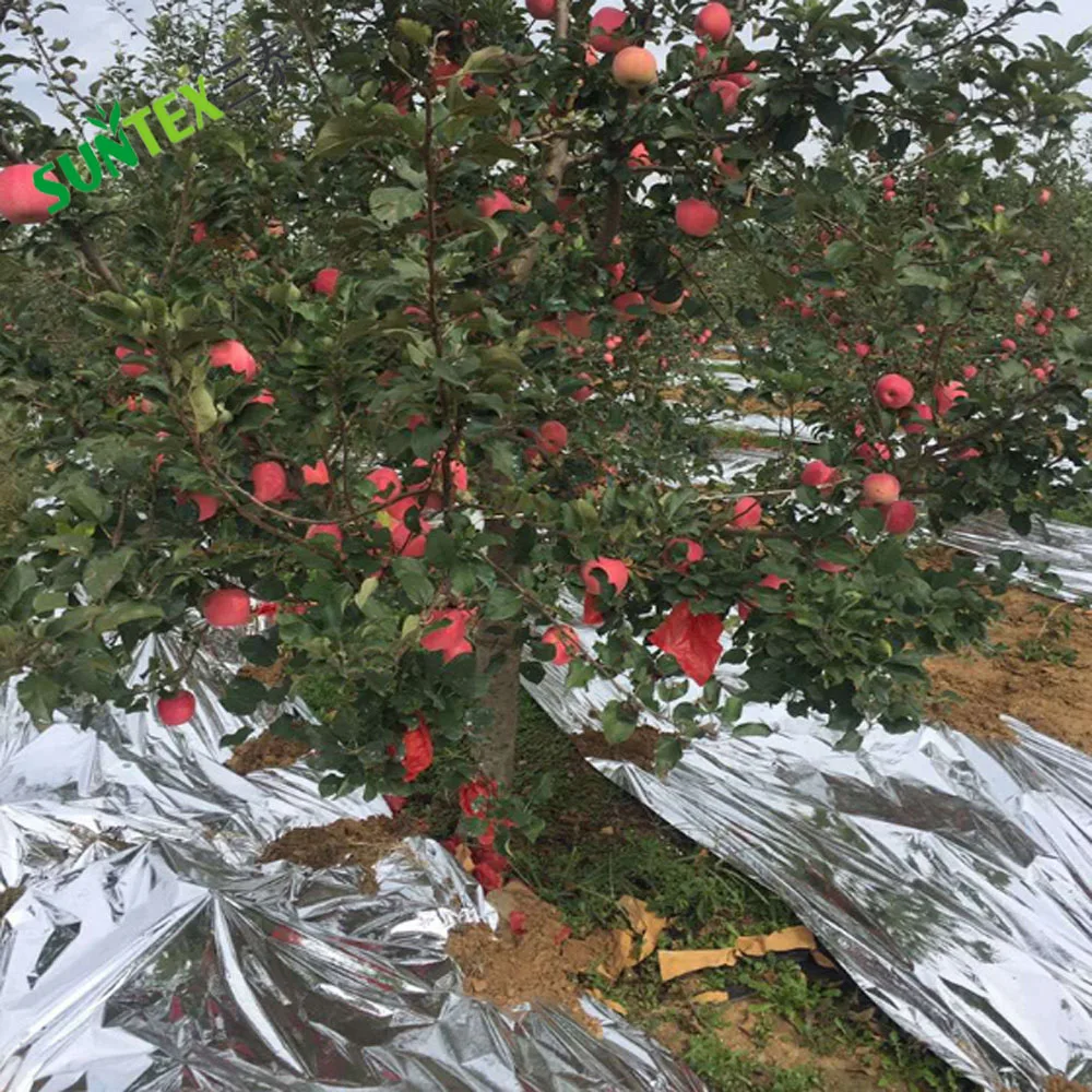 Reflective film colors up the apples by reflecting light from the ground back up to the trees,Eco-Light solar reflective mulch