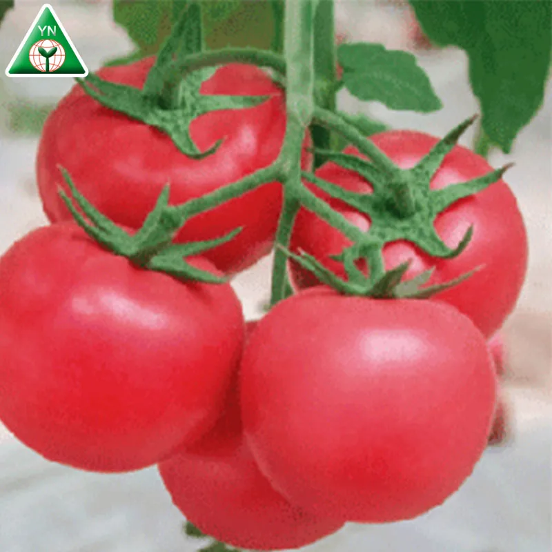 BOB(98-99) F1 Seed Companies F1 Heat Humidity Tolerance Hybrid Red Tomato Seeds