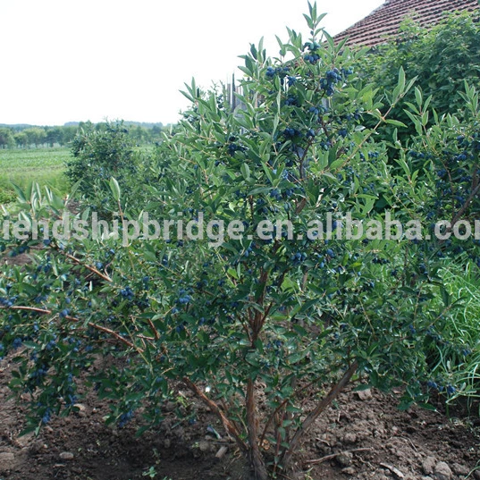 
fruit tree Lonicera caerulea var. edulis plants for exportation 