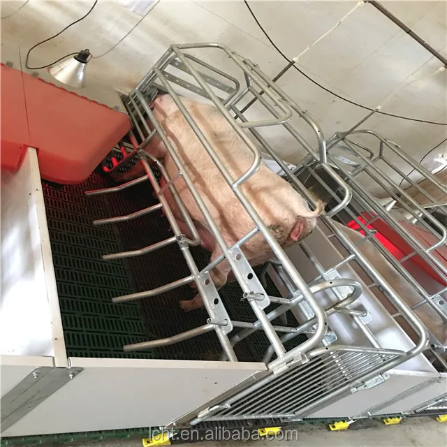 pig farrowing 12