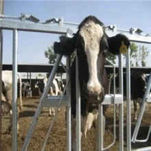 10ft Dairy Hot Dip Galvanized Cattle Panel Headlock For Sale