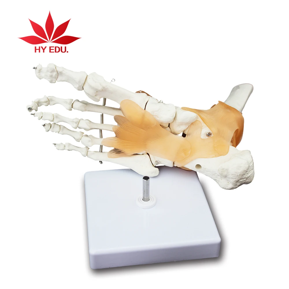 Высококачественный полноразмерный сустав ноги с анатомической моделью Связки