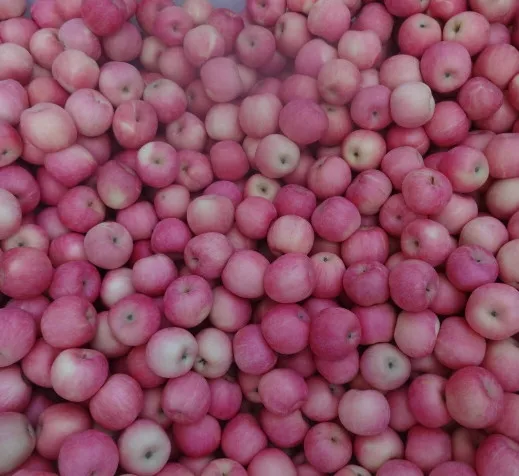 2022 new crop paper bagged fuji apple