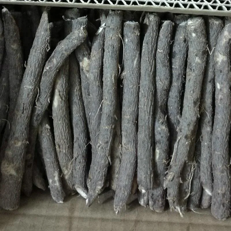  Китайские высококачественные гибридные корни paulownia 99% для выживания устойчивые к холоду выращивания