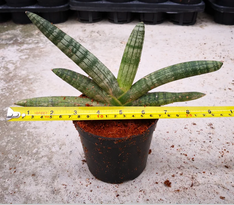 
 Сансевиерия цилиндрическая  