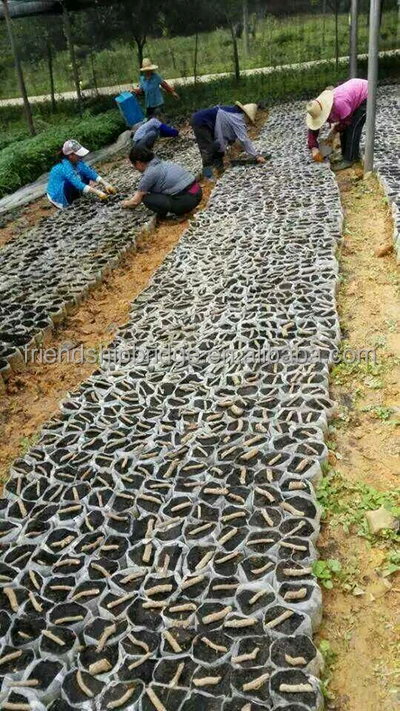
Paulownia Elongata Cutting Roots 