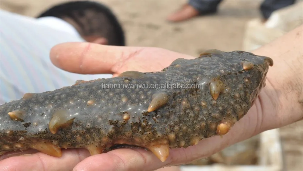 Порошок лактобацилла для аквакультуры