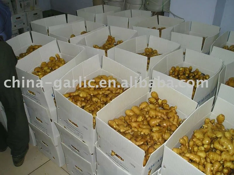 Chinese Mature Fresh Ginger For Sale(Mesh Bag Packaging)