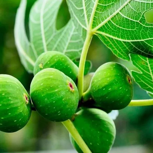common Fig Trees for Fig fruits