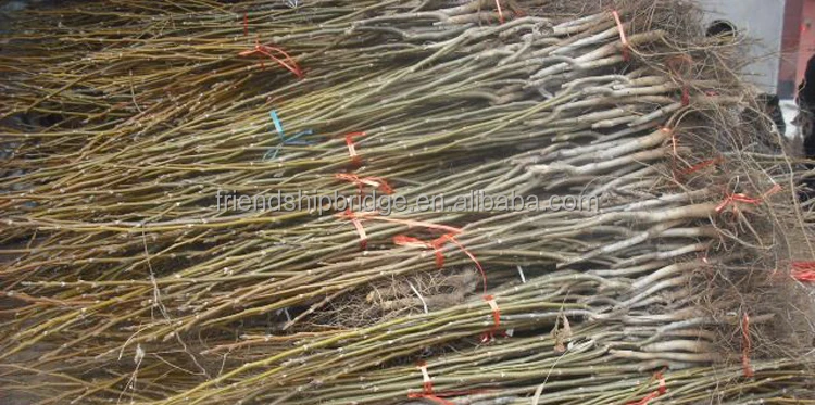 
Walnut seedling saplings 