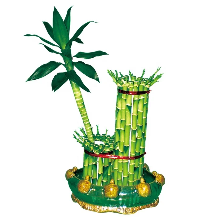 
lucky bamboo house plant lucky bamboo aquarium plant 
