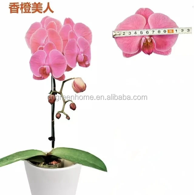 China butterfly orchid phalaenopsis